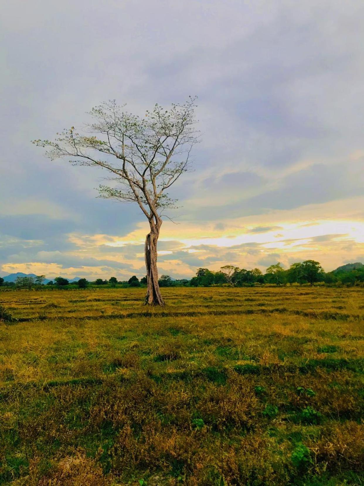 Ceylon Breeze Sigiriya Ξενοδοχείο Εξωτερικό φωτογραφία